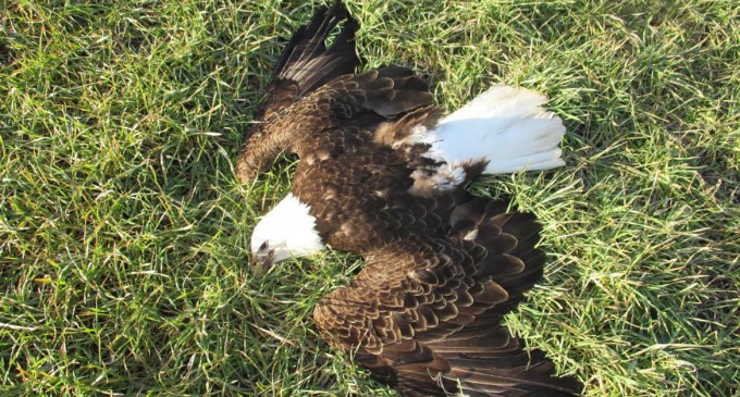 Authorities Suspect Human Element In Case Of 13 Dead Bald Eagles