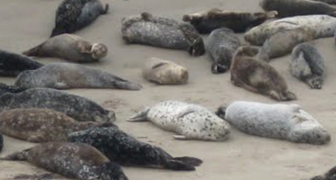 California Baby Seals Suffered 100% Death Rate For Past Year