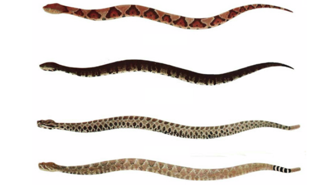 Can You Identify These Six Deadly, Highly Venomous Snakes?