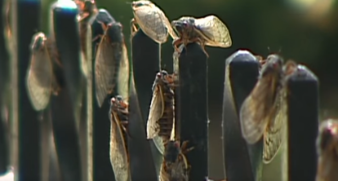Billions upon Billion of Bugs Set to Serenade the East Coast