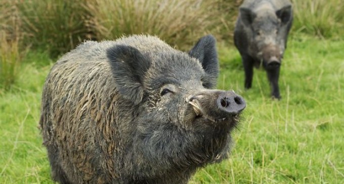 Rampaging Radioactive Wild Boars Wreak Havoc Around Fukushima