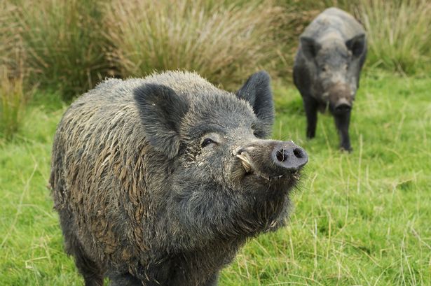 Rampaging Radioactive Wild Boars Wreak Havoc Around Fukushima