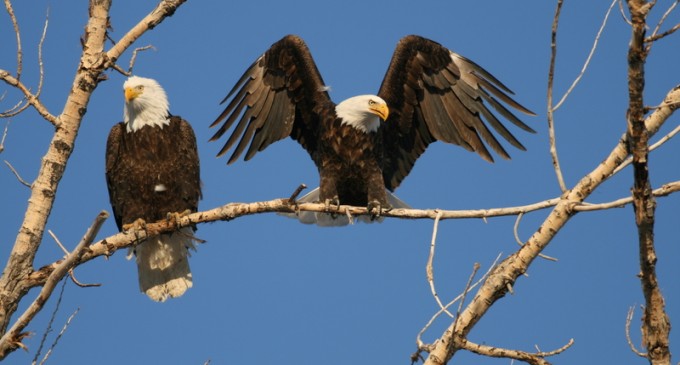 Obama Admin Proposes 30-Year Permits for Wind Farms to Kill Eagles