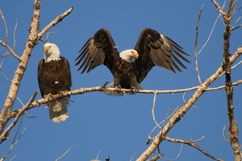 Obama Admin Proposes 30-Year Permits for Wind Farms to Kill Eagles