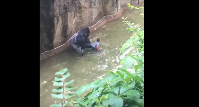 Outrage over Black Gorilla Killed for ‘White Privilege’