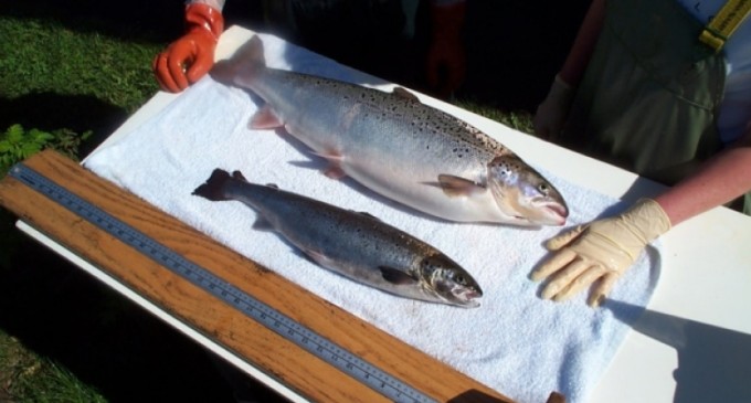 FrankenSalmon Coming to Canada