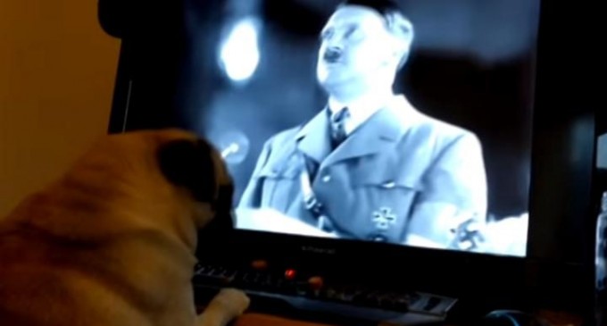 Scottish Man Arrested for ‘Nazi Pug’ Prank Video Posted to YouTube