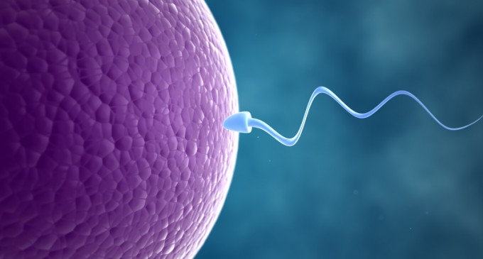 Scientists Find Conception Begins in a Flash of Light