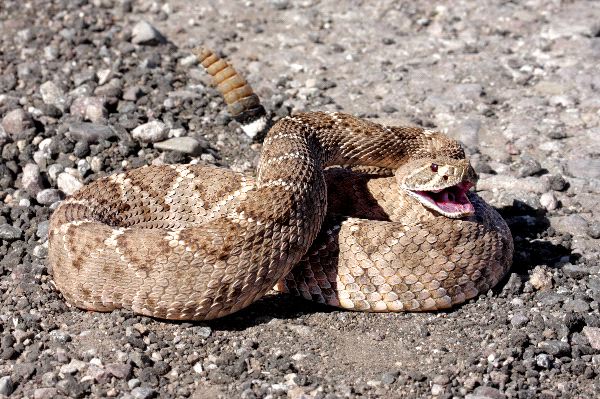 6 Deadly and Venomous Snakes You’d Tather not Cross Paths With