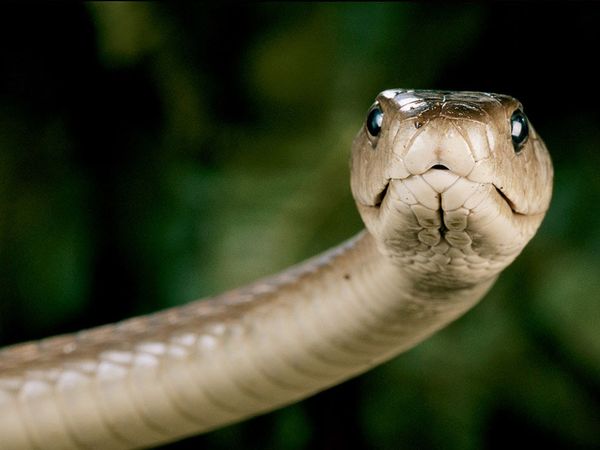 10 of the World’s Most Dangerous Animals