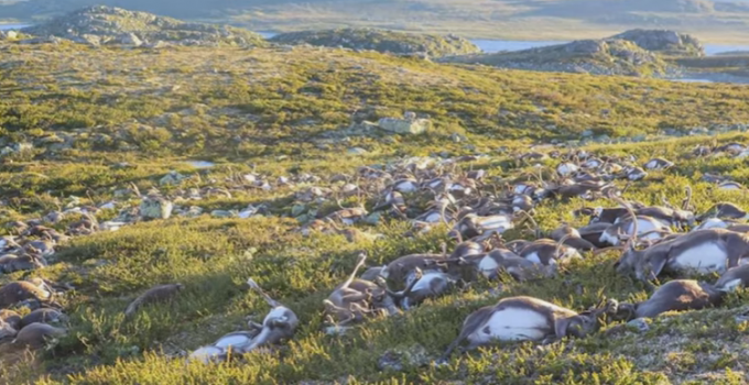 Lightening Strike Kills Over 300 Reindeer