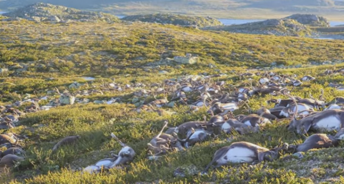 Lightening Strike Kills Over 300 Reindeer