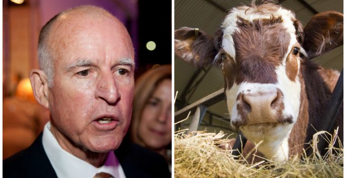 Jerry Brown Seeks to Regulate Cow Farts
