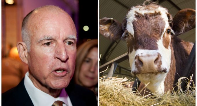 Jerry Brown Seeks to Regulate Cow Farts