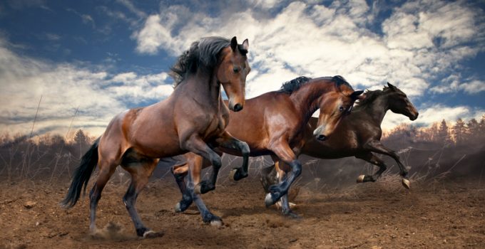 Obama Admin Decides to Euthanize 45,000 Wild Horses