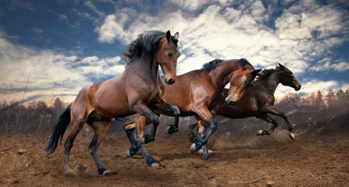 Obama Admin Decides to Euthanize 45,000 Wild Horses