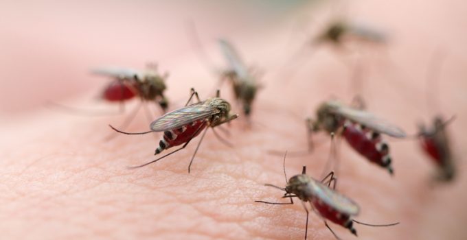 Millions of Gentically Modified Mosquitoes Set for Release in Florida