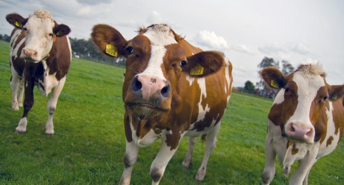 California Declares War on Cow Farts with Specialized Weapons