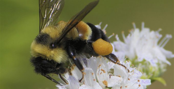 Bumble Bee Placed on Endangered Species List For First Time