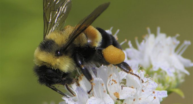 Bumble Bee Placed on Endangered Species List For First Time
