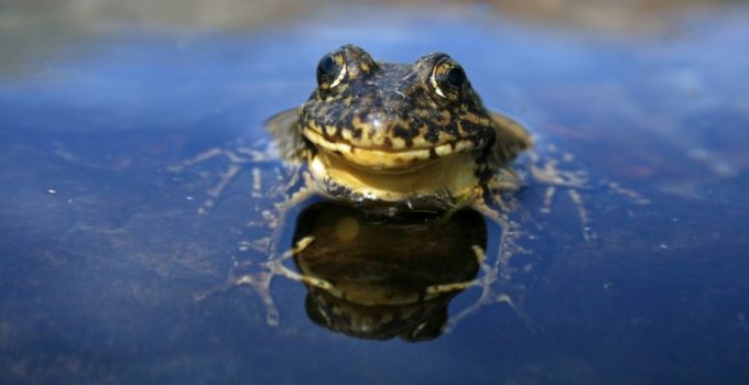 Gov’t Requests Land Survey for ‘Yellow-legged Frog’, Rancher’s Response is Hilarious
