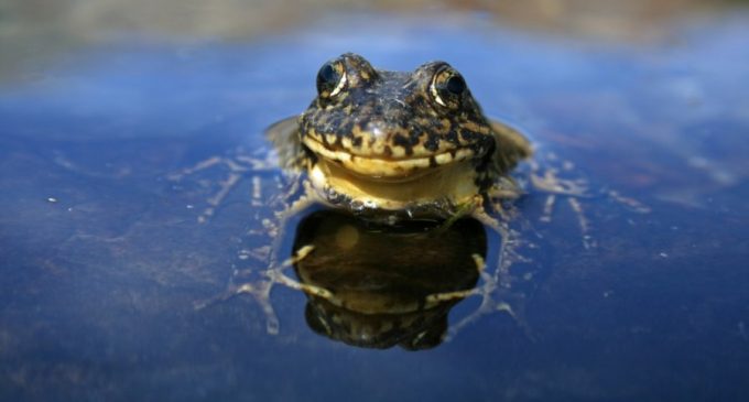 Gov’t Requests Land Survey for ‘Yellow-legged Frog’, Rancher’s Response is Hilarious