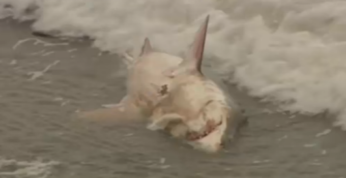 Massive Shark Die-Off Hits Shores of San Francisco