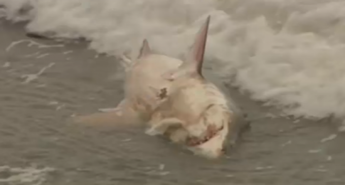 Massive Shark Die-Off Hits Shores of San Francisco