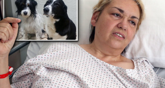 Dog Walker Violently Attacked by Somali Migrant Screaming ‘Dogs Are Unclean’