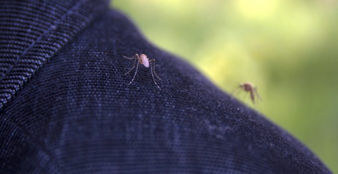 20 Million Infected Mosquitoes to be Unleashed on Fresno