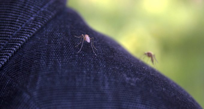 20 Million Infected Mosquitoes to be Unleashed on Fresno