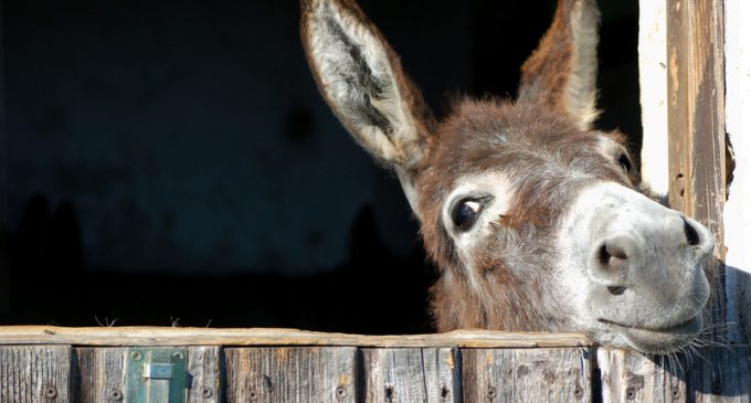 15 Moroccan Teenagers Get Infected with Rabies After Raping a Donkey