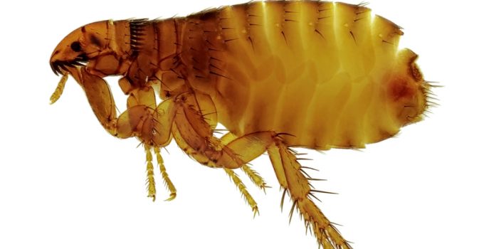 Second Arizona County Finds Fleas Infected With the Plague