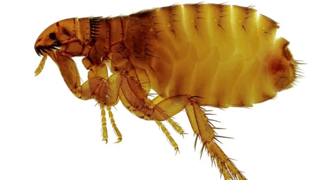 Second Arizona County Finds Fleas Infected With the Plague