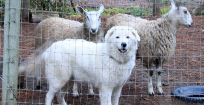 Oregon Court Orders Owners to Surgically “Debark” Dogs