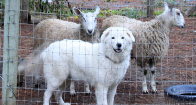 Oregon Court Orders Owners to Surgically “Debark” Dogs