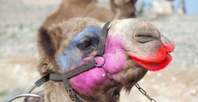 12 Camels Eliminated From ‘Miss Camel’ Pageant in Saudi Arabia for Using Botox