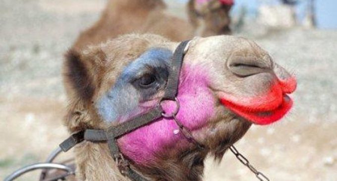 12 Camels Eliminated From ‘Miss Camel’ Pageant in Saudi Arabia for Using Botox