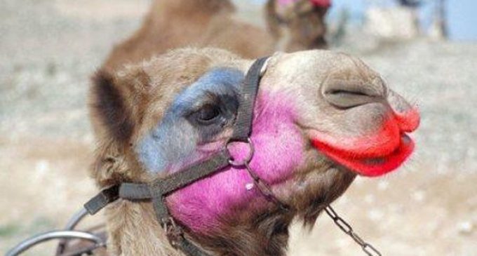 12 Camels Eliminated From ‘Miss Camel’ Pageant in Saudi Arabia for Using Botox