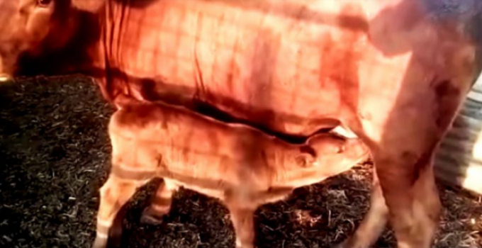 Bible Prophecy: First ‘Red Heifer Born in 2,000 Years’