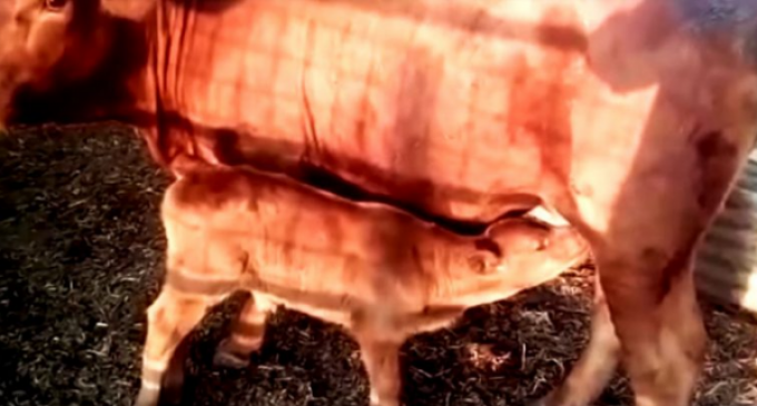 Bible Prophecy: First ‘Red Heifer Born in 2,000 Years’