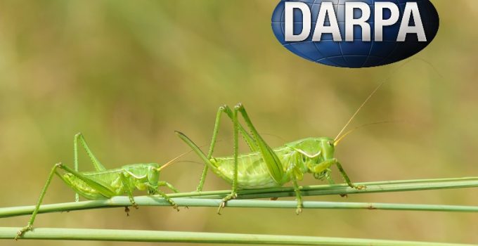Scientists Sound Alarm Over DARPA Bioweapon Utilizing Insects