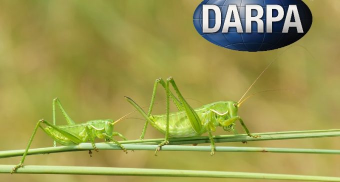 Scientists Sound Alarm Over DARPA Bioweapon Utilizing Insects