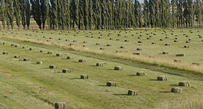 GMO contamination blamed for rejected Washington alfalfa crop