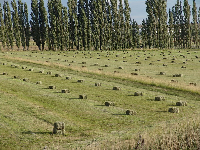 GMO contamination blamed for rejected Washington alfalfa crop