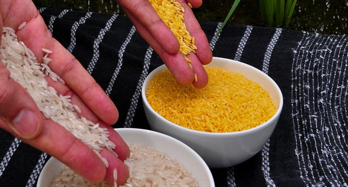 Golden Rice: Trojan Horse or Lifesaver?