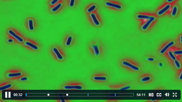Big Pharma washes its hands of the bacteriological crisis it helped create