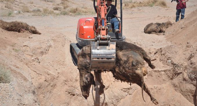 BLM Illegal Cattle Massacre: This is NOT How to Herd Cows