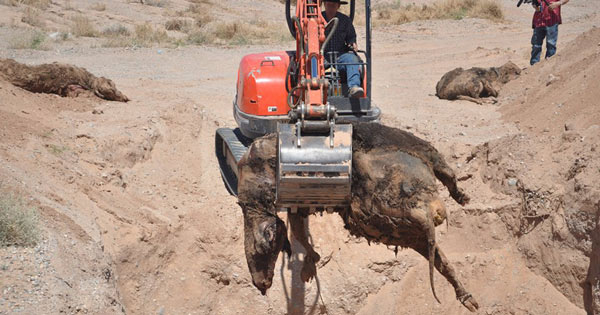 BLM Illegal Cattle Massacre: This is NOT How to Herd Cows