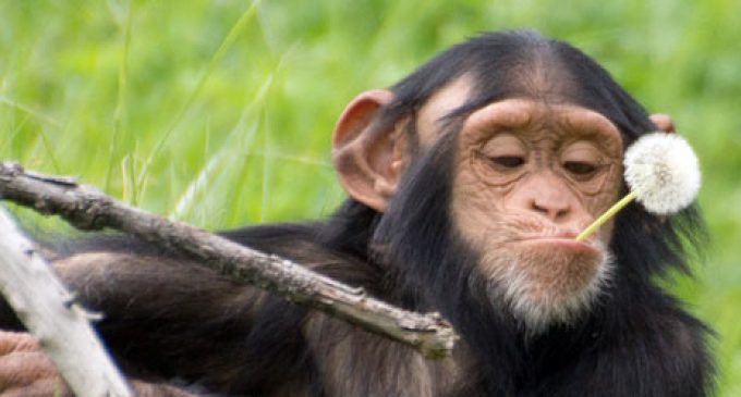 Bizarre Progressive Activist Lawsuit: Chimps are Like African Americans